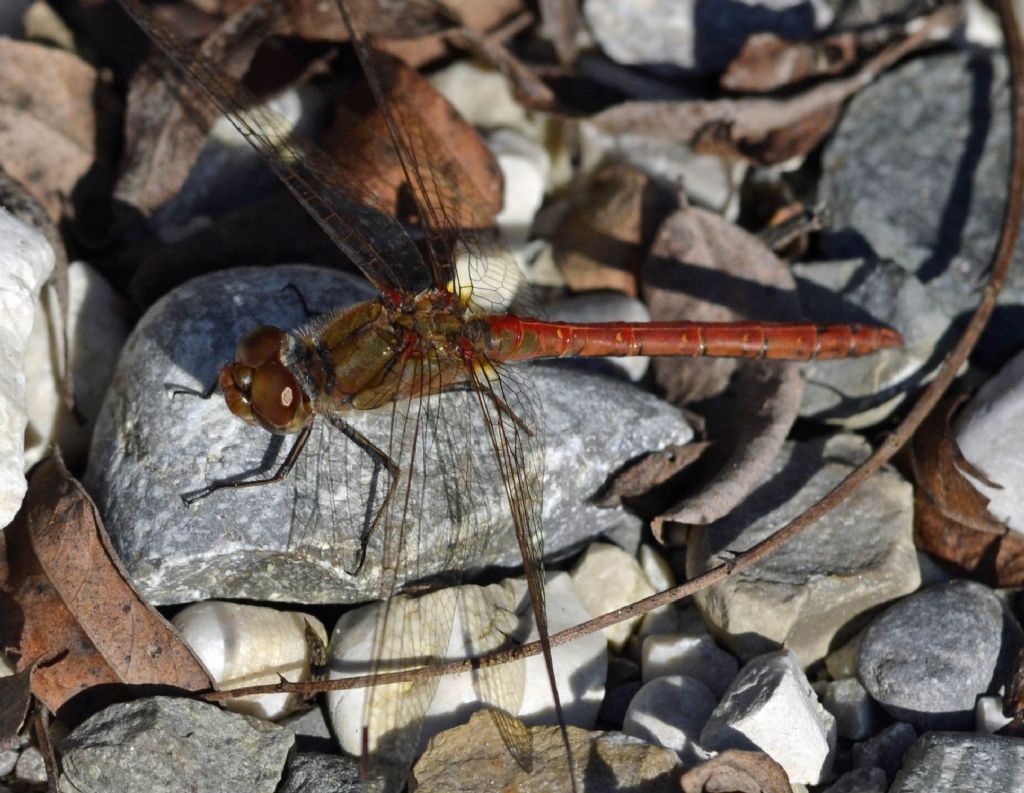 Sympetrum id. - Sympetrum striolatum